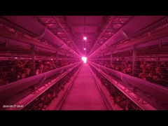 1800×600×450mm Τύπος H σύστημα πτηνοτροφίας μπαταρίας κλουβί χαμηλό ποσοστό ρήξης αυγών για την καλλιέργεια στρωμάτων