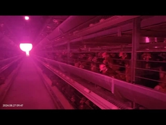 Μεγάλο χώρο αυτόματο σύστημα απομάκρυνσης κοπριάς πουλερικών για κλουβί μπαταρίας κοτόπουλου αναπαραγωγής