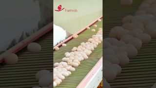 Farmrob | Σταθερό σύστημα συλλογής αυγών που σχεδιάστηκε και παράγεται από την Farmrob #poultryfarm #chicken