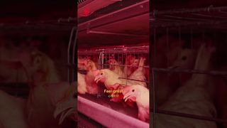 Farmrob | Η ευτυχισμένη ζωή των κοτόπουλων #πουλερική #κατασκευή #