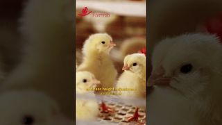 Farmrob | Αυτόματα συστήματα τροφοδοσίας και πόσης για πουλερικά #καλλιέργεια #κατασκευή #πουλερικών